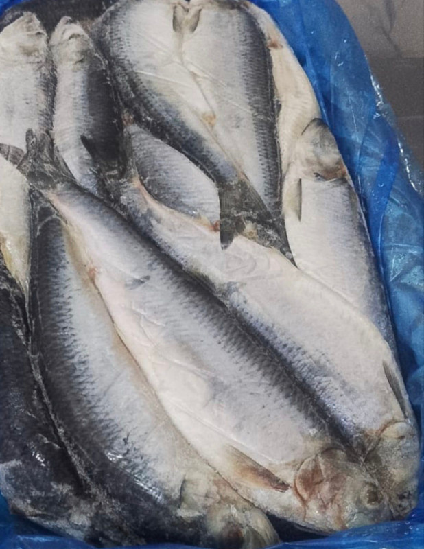 Frozen Herring Fish