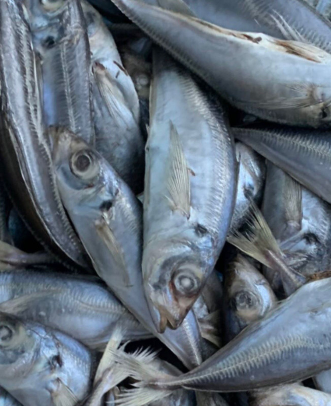 Frozen Horse Mackerel