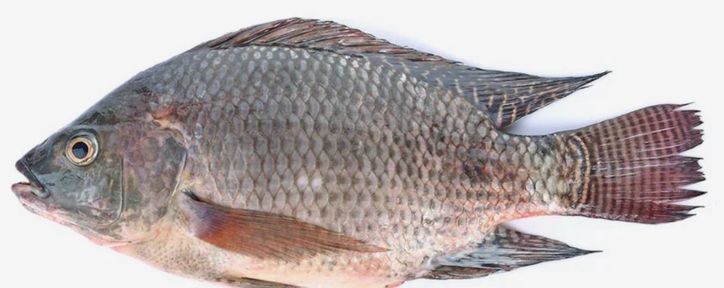Frozen Tilapia Fish