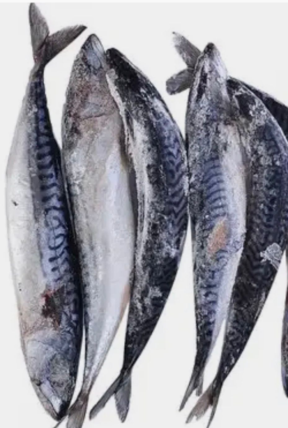Frozen  Mackerel Fish